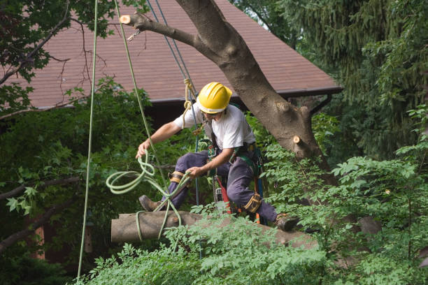 How Our Tree Care Process Works  in  West Fargo, ND